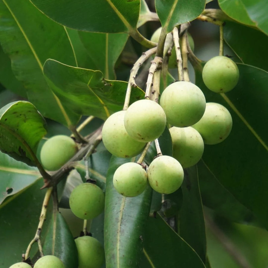 Tamanu